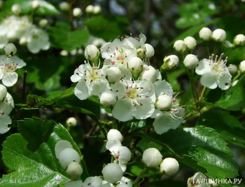 Боярышник обыкновенный