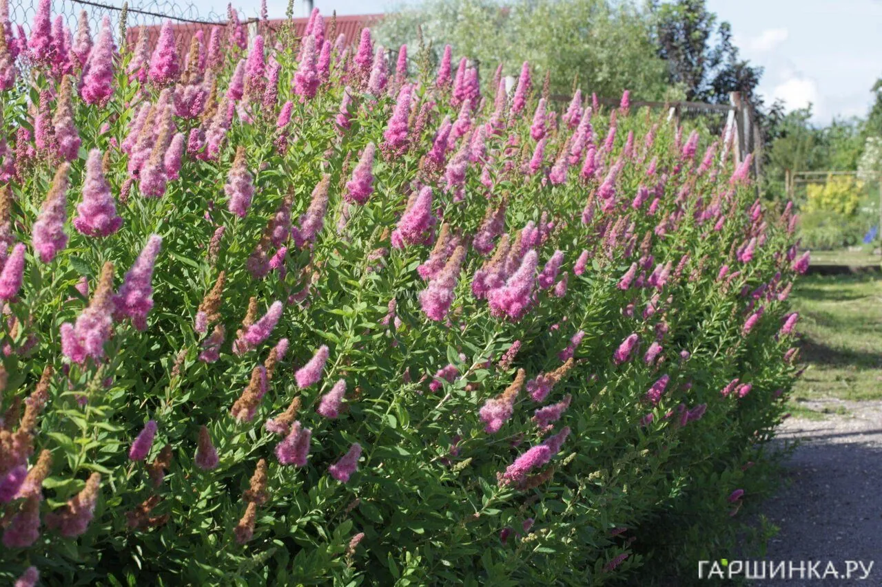 Спирея Дугласа