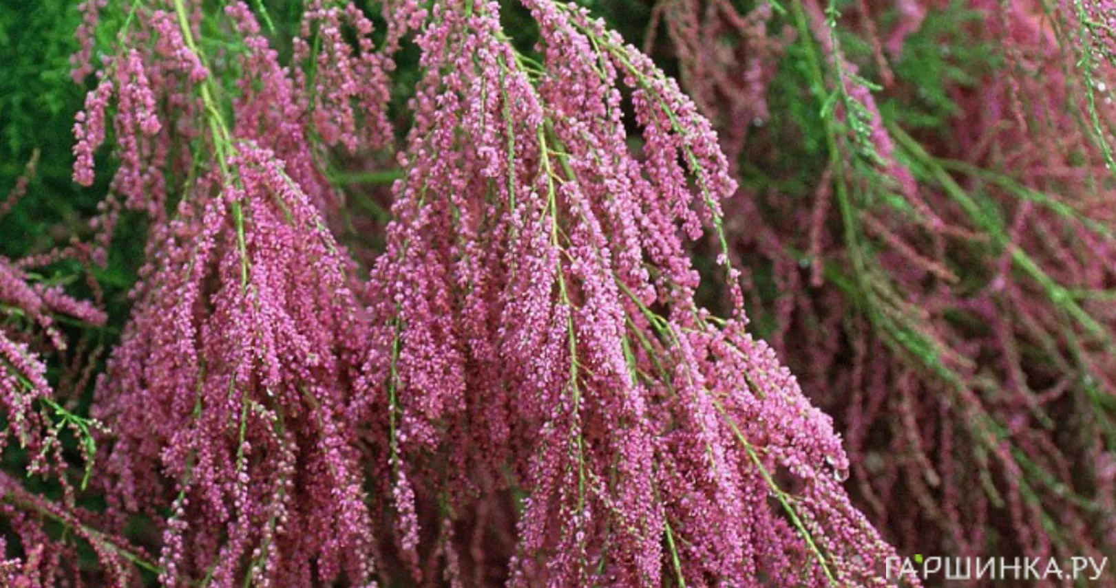 Гребенщик (тамарикс) ветвистый