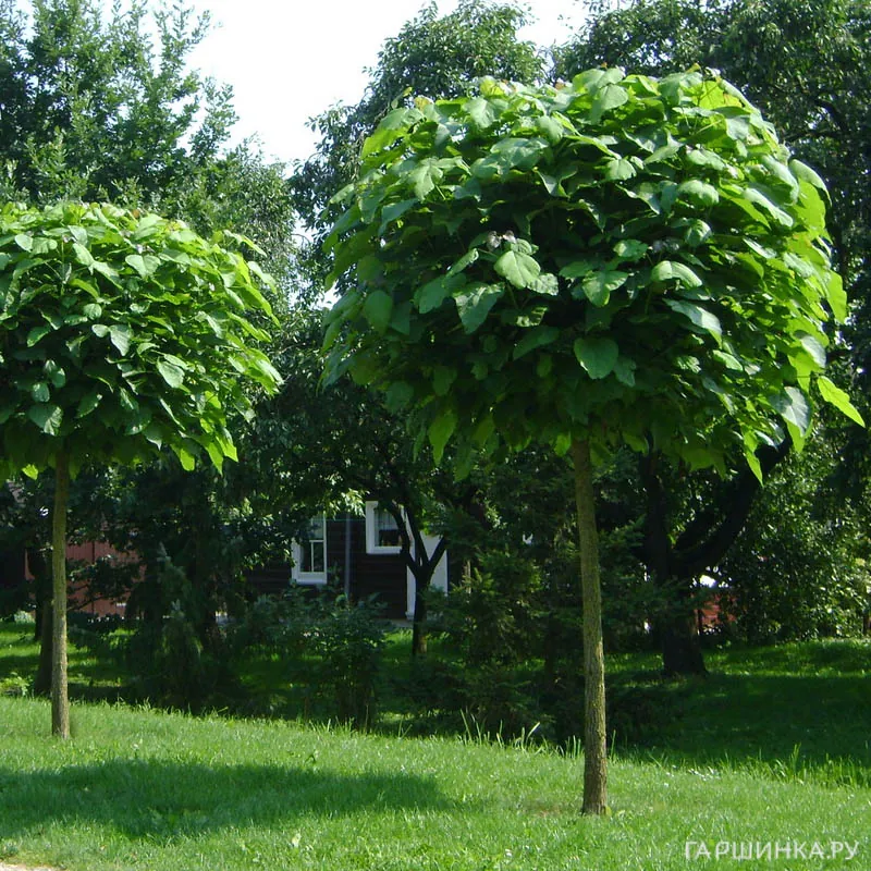 Катальпа бигнониевидная Нана на штамбе 90 см