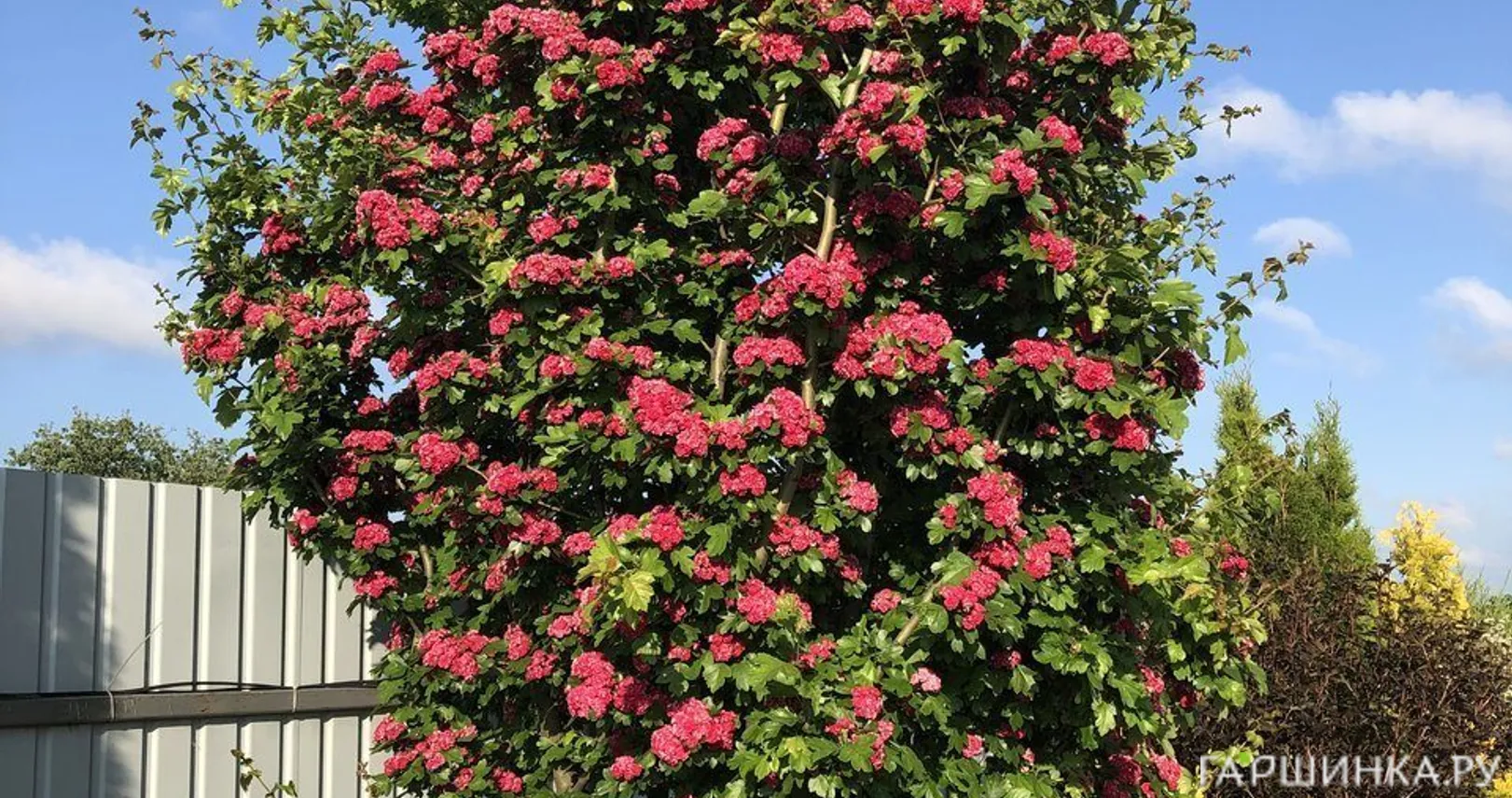 Боярышник средний Пол Скарлет на штамбе 120 см