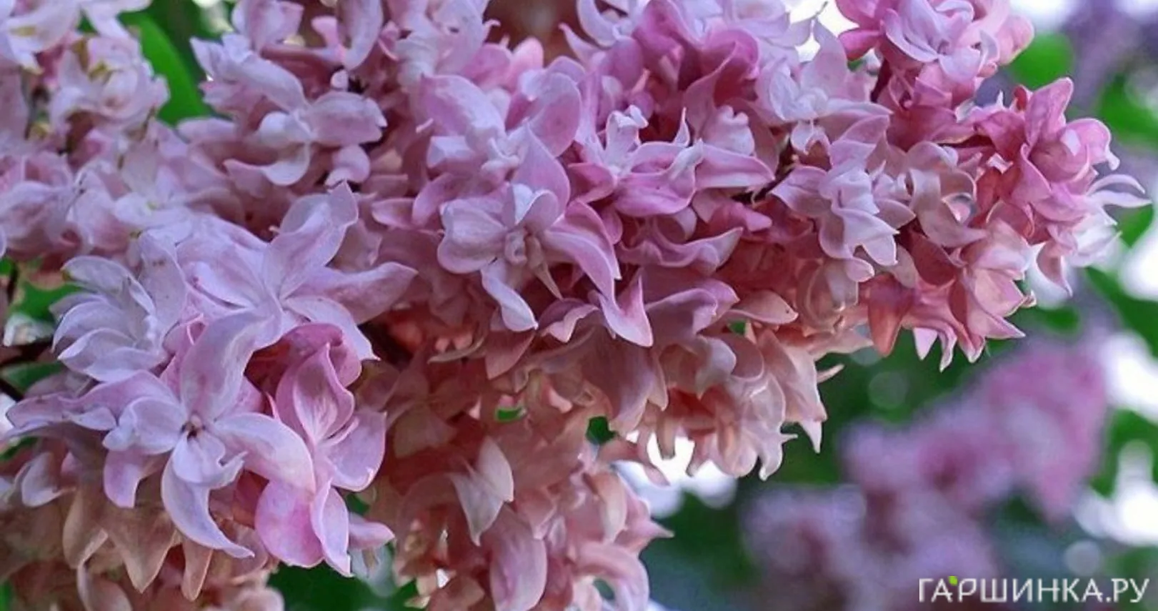 Сирень Олимпиада Колесникова