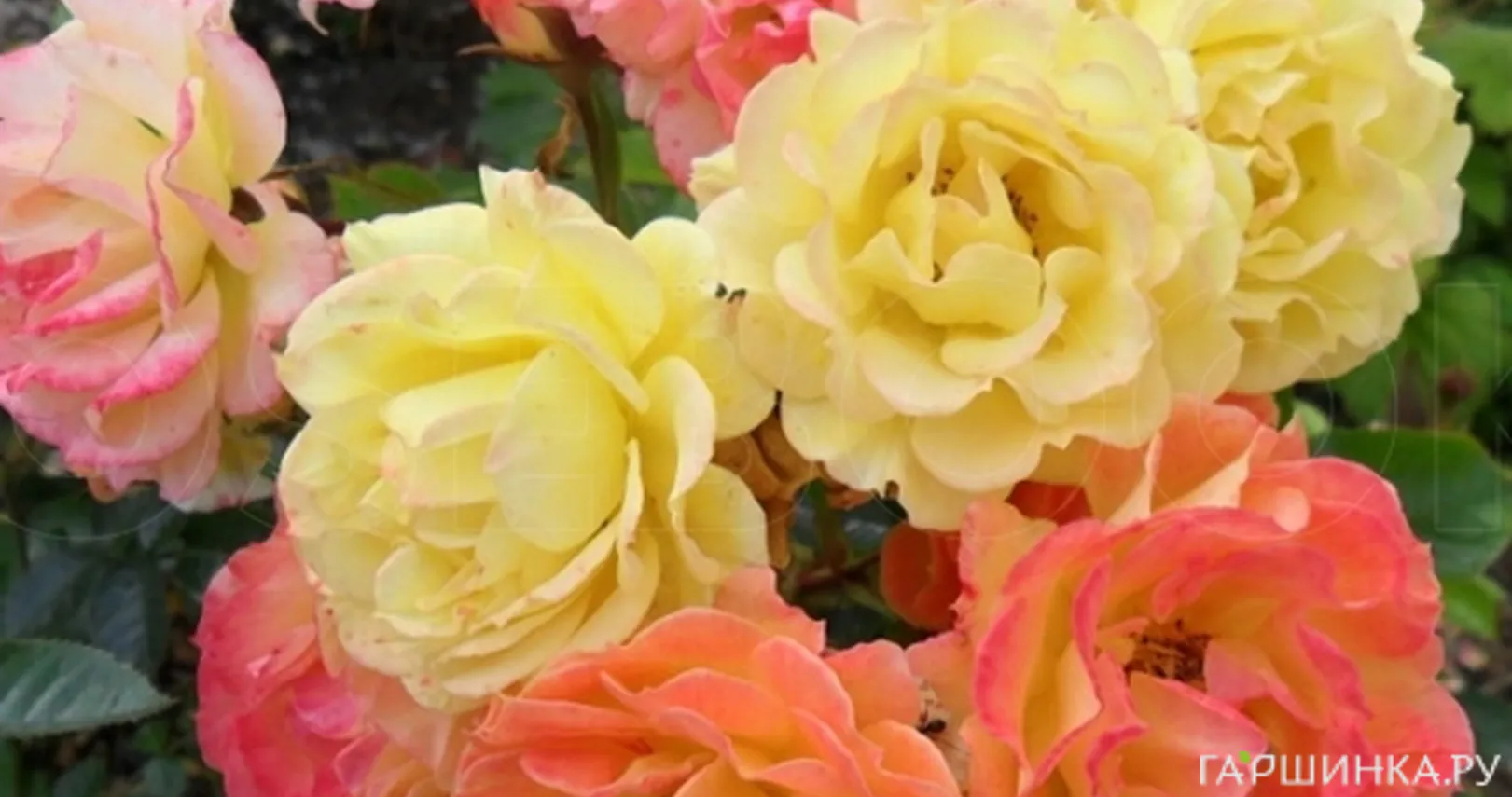 Роза Бесси почвопокровная, Топалович (лиц)