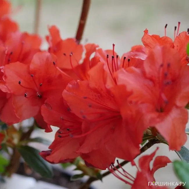 Рододендрон (Азалия) Сеториджей