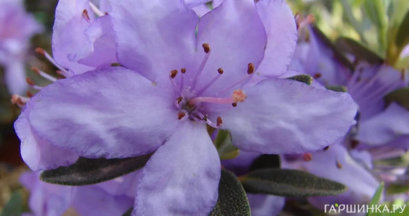 Рододендрон гибридный плотный