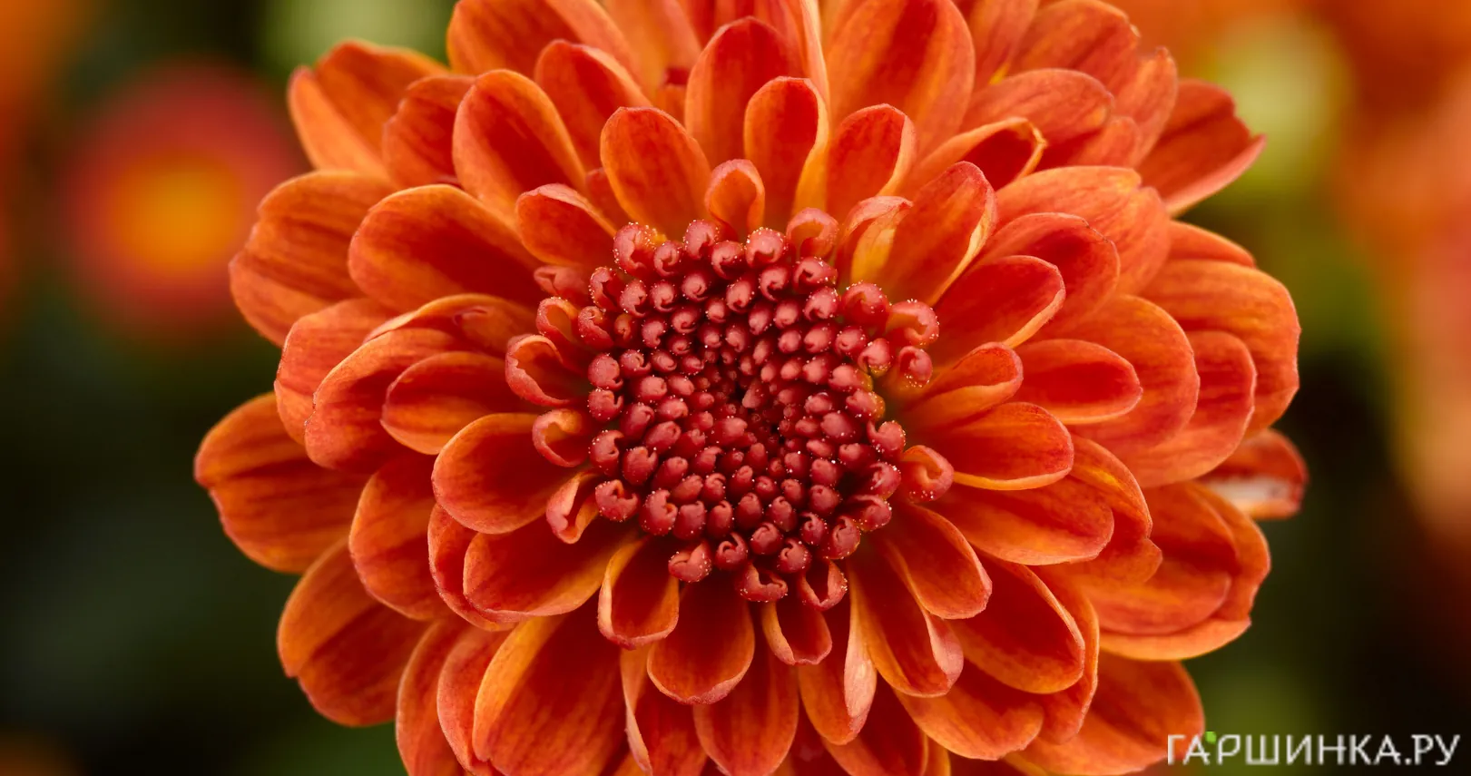 Хризантема мультифлора Джиджи Оранж