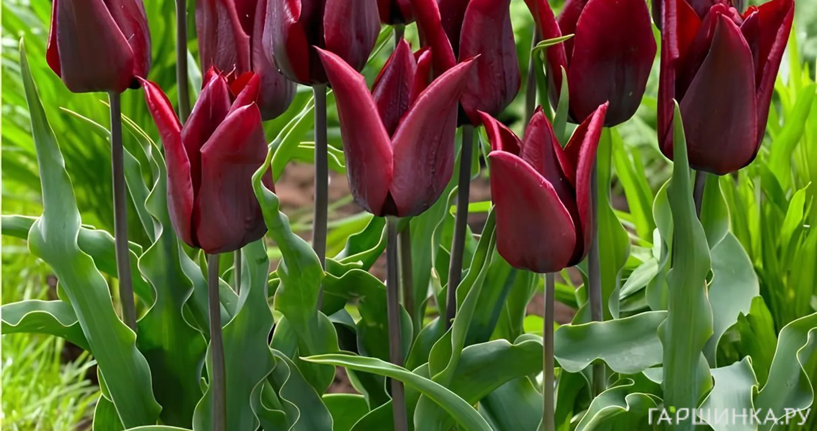 Тюльпан Ластинг Лав лилиецветный 5шт