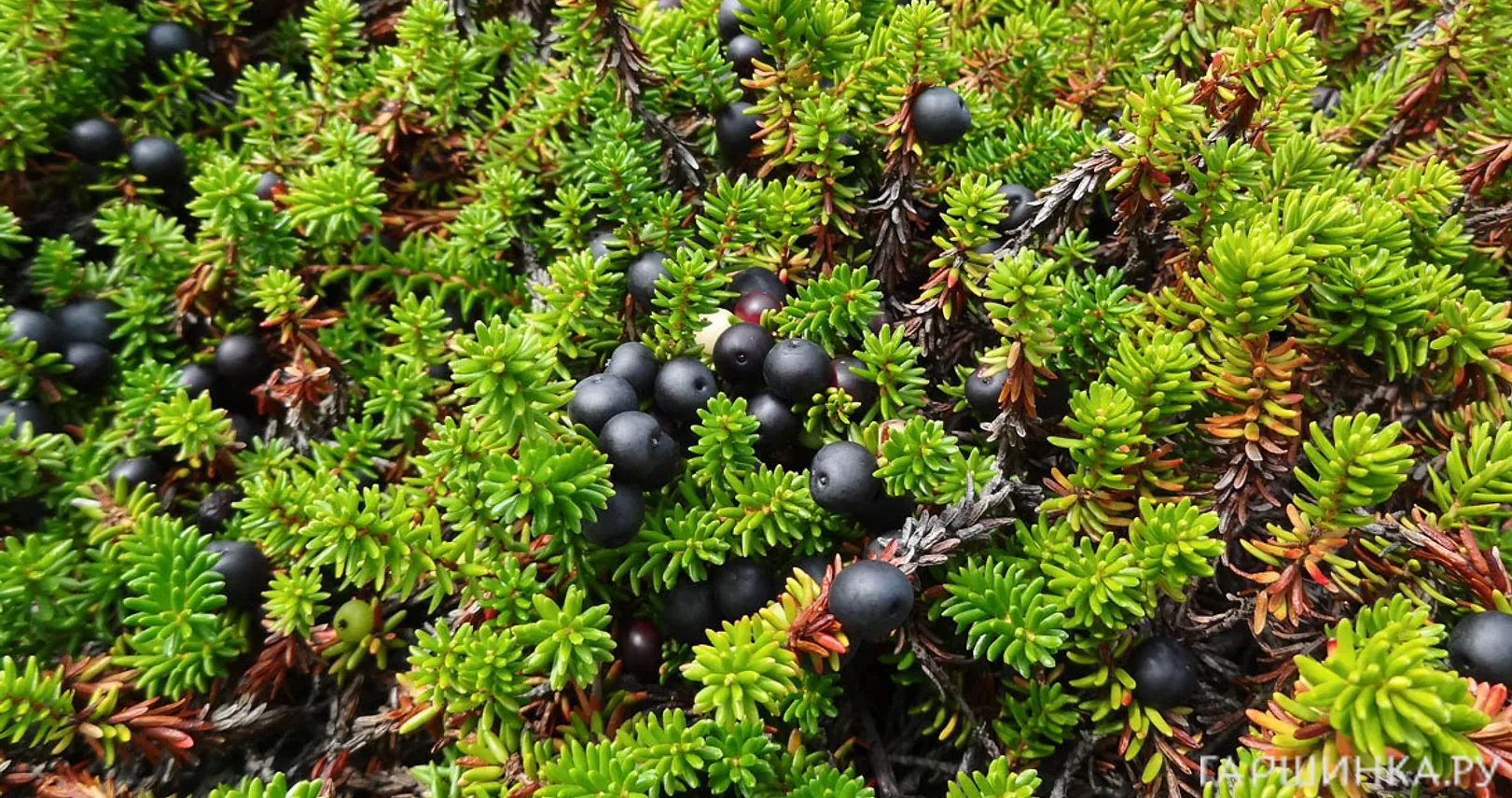 Водяника чёрная Бернштайн