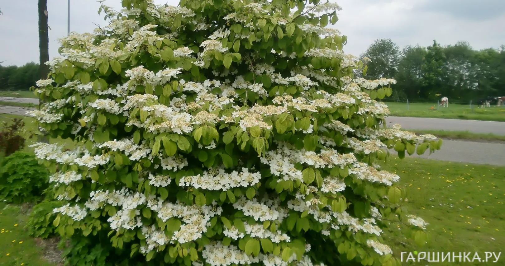 Калина Ватанабе складчатая белая