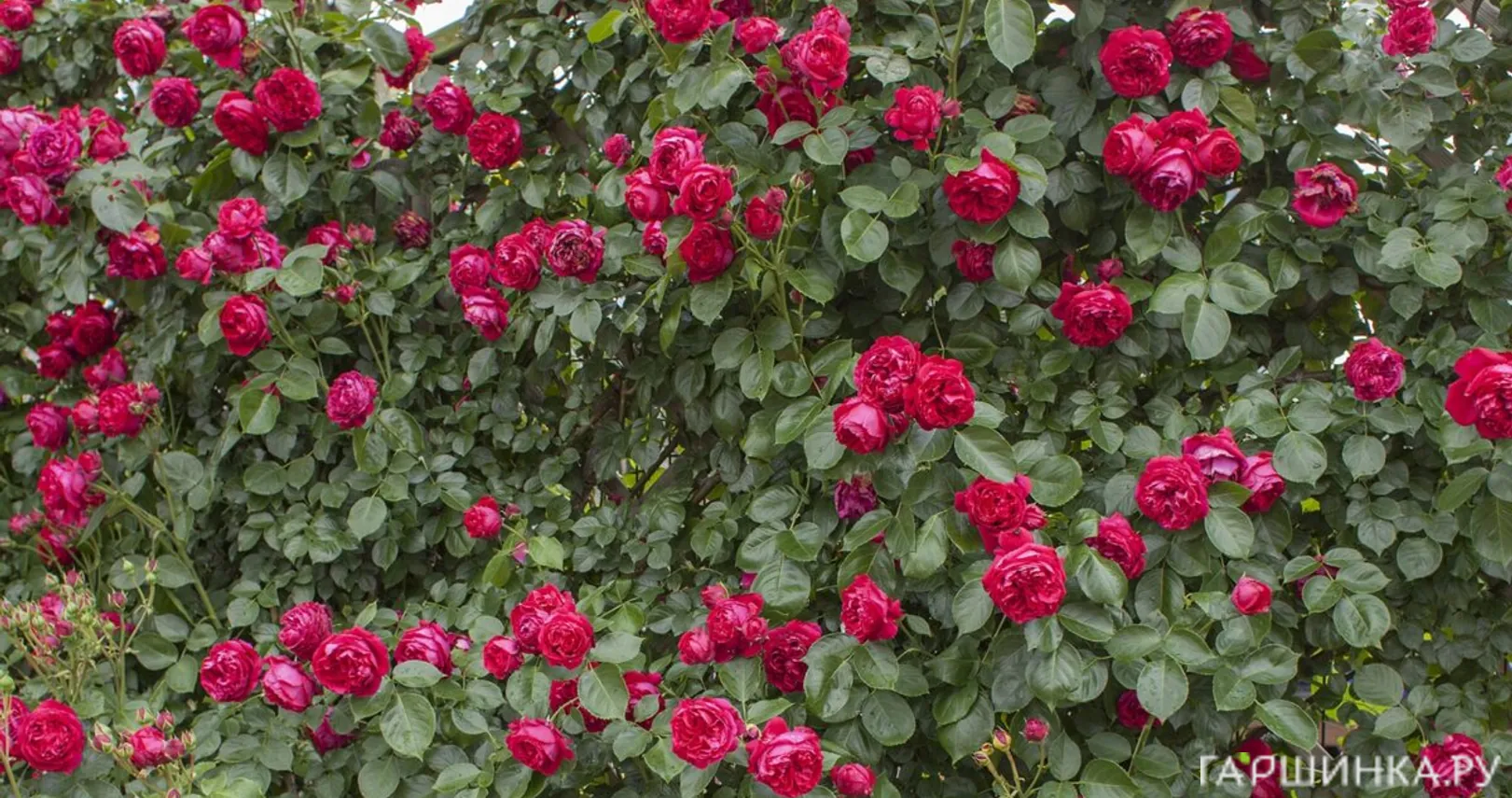 Роза Ред Климбер историческая (лиц)