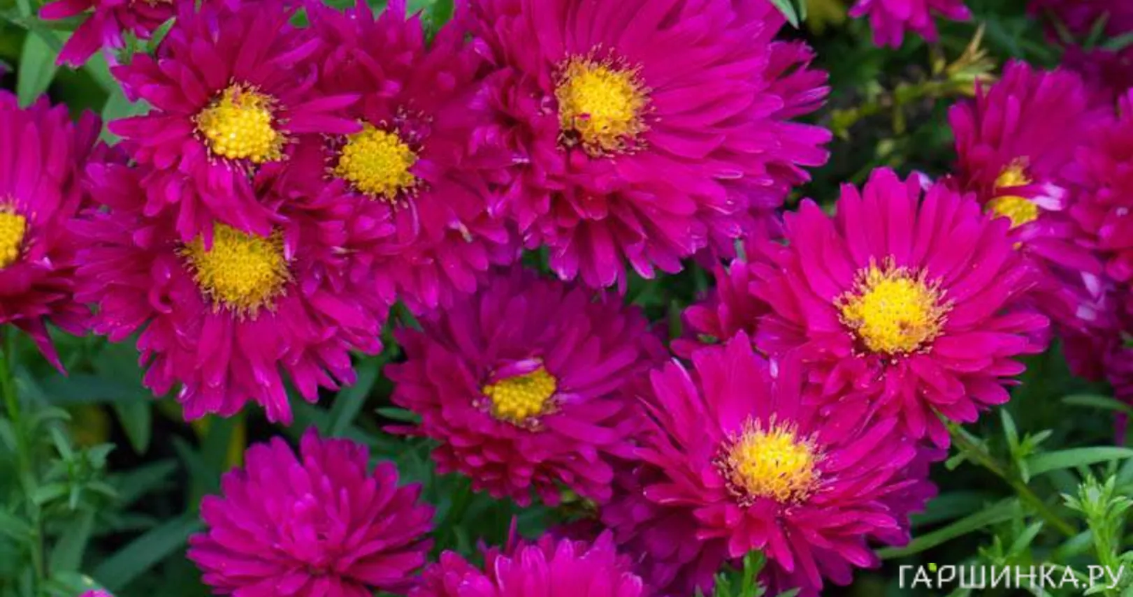 Астра новобельгийская Роял Руби