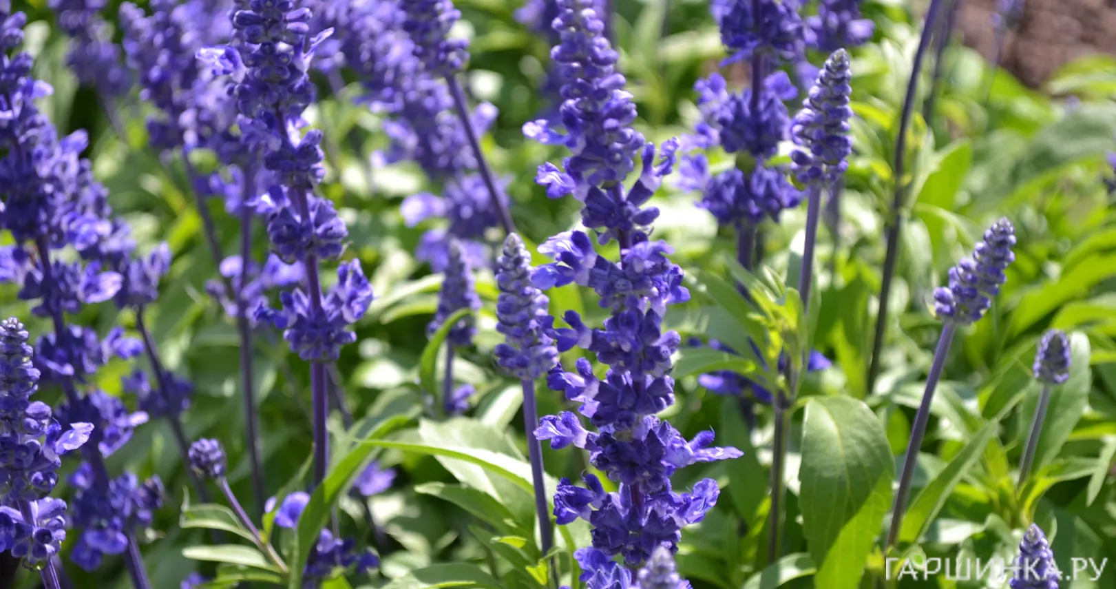 Сальвия мучнистая Виктория Блу