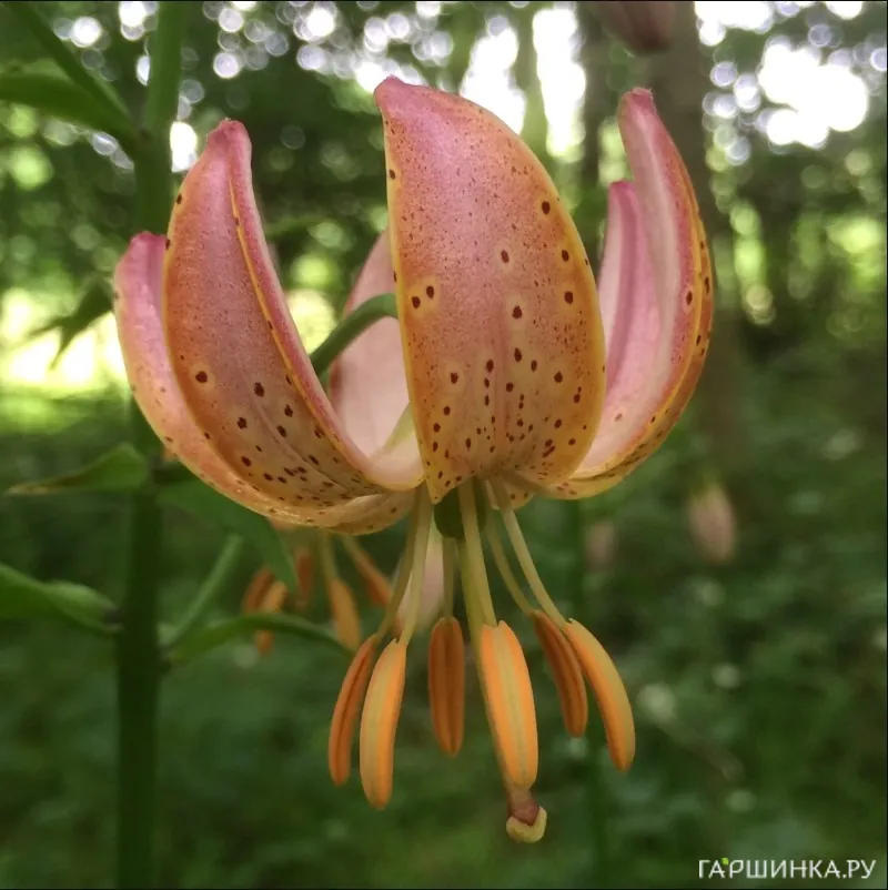 Лилия Фейри Монинг кудреватая