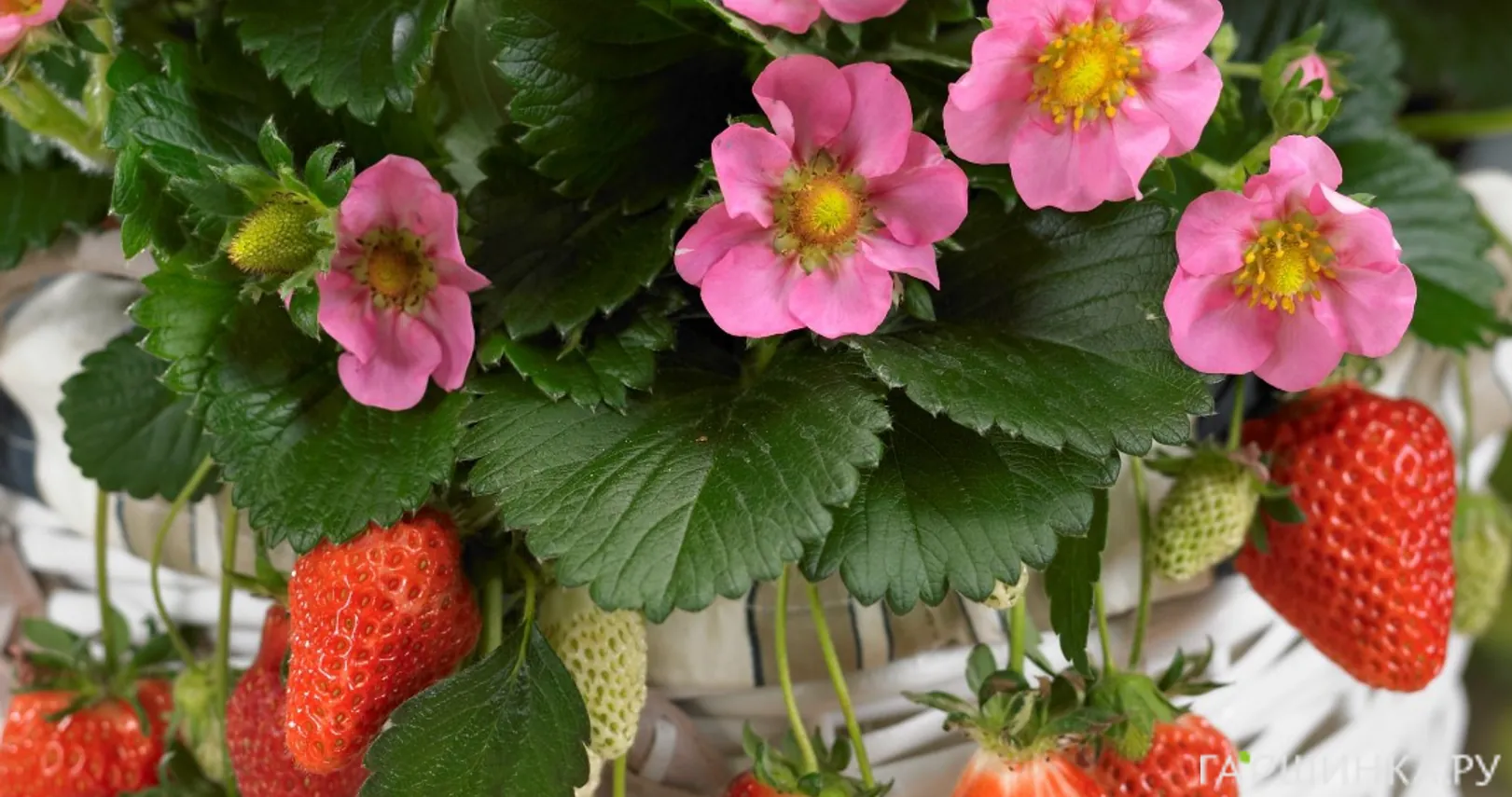 Земляника Липстик