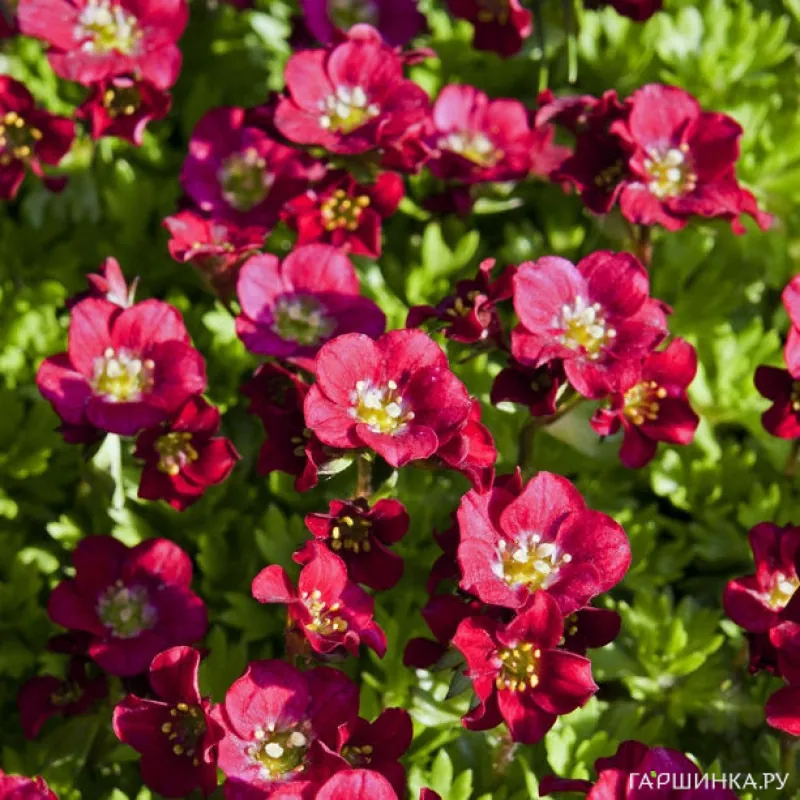 Камнеломка Хардер Цверг