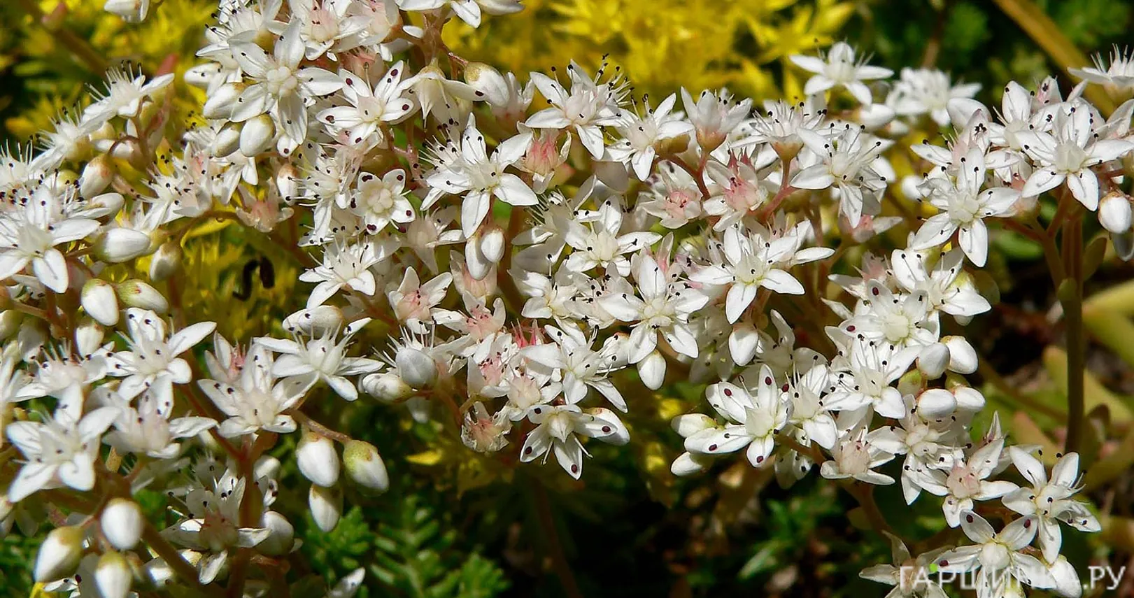 Очиток (седум) белый