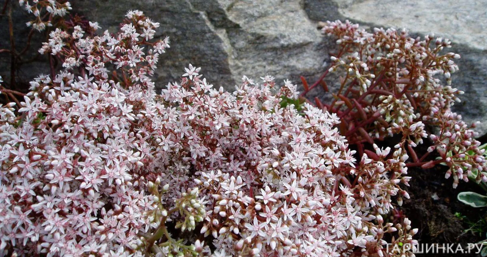 Очиток (седум) Линда Виндзор обыкновенный