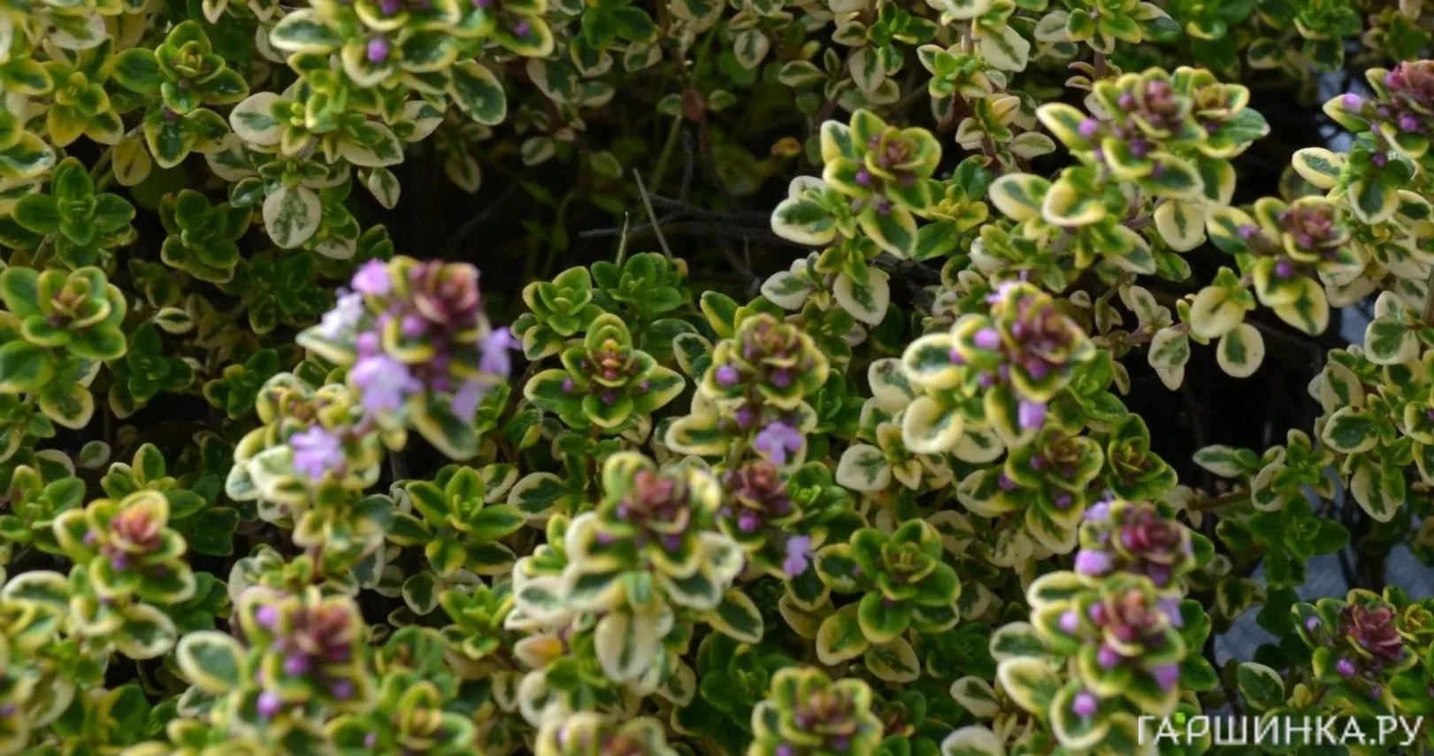 Тимьян Лемон Вариегата лимоннопахнущий