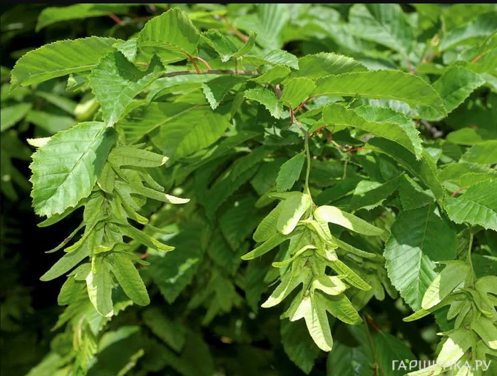 Граб обыкновенный