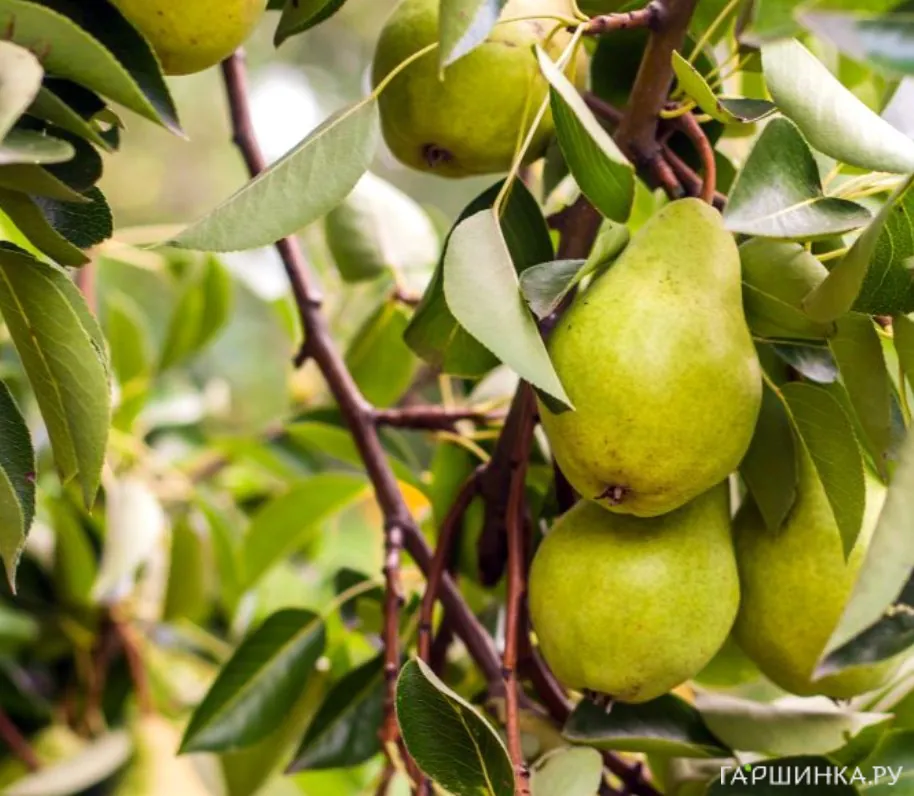 Груша Февральский сувенир