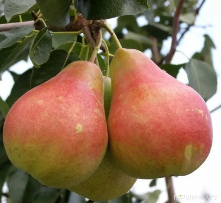 Груша Даренка