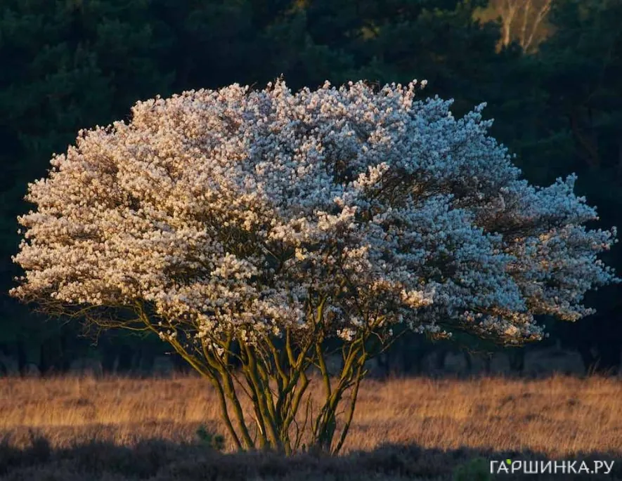 Ирга канадская