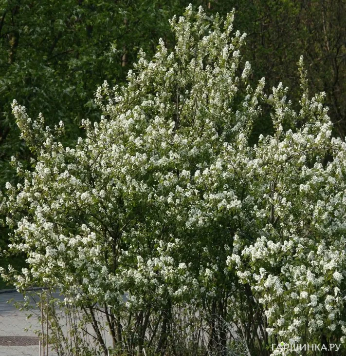 Ирга колосистая