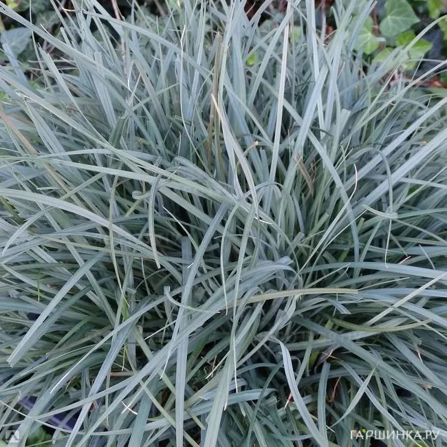 Осока просяная Памира