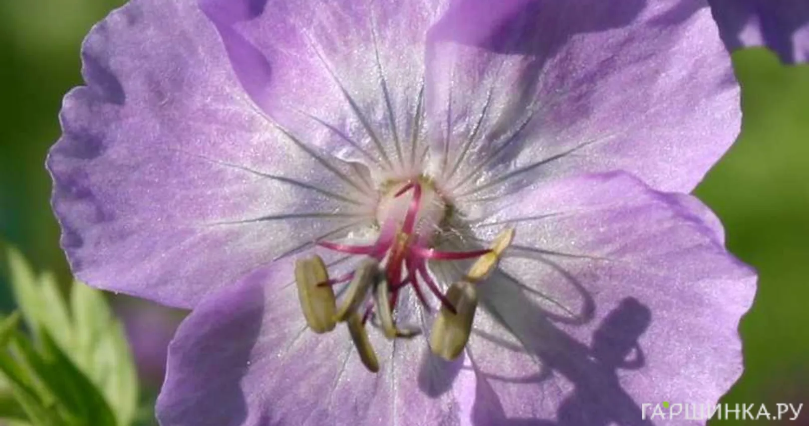 Герань Волкур темная