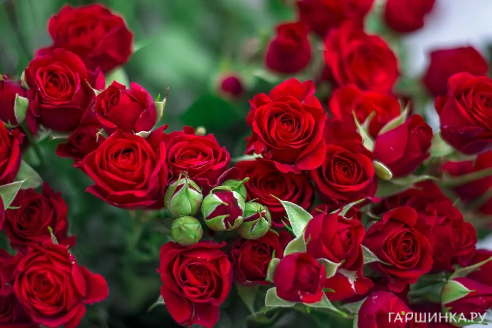 Роза Мирабель спрей