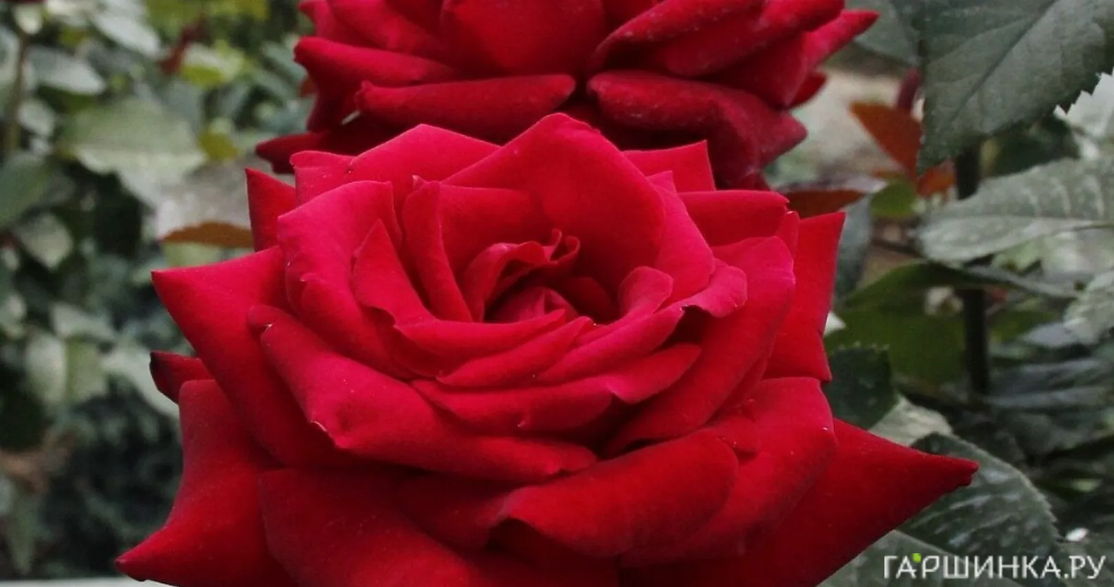 Роза Роял Баккара