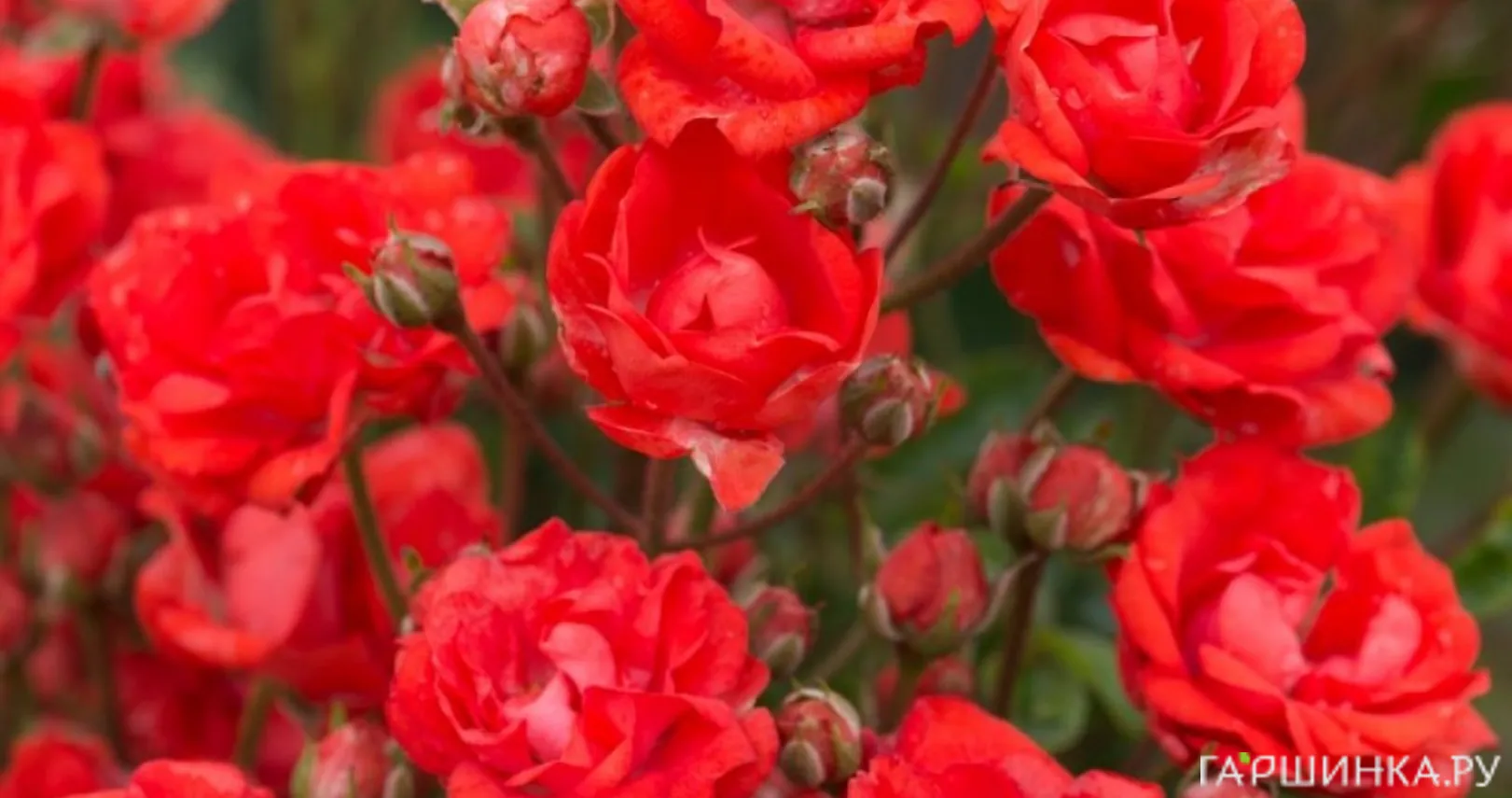 Роза Бэби Баккара