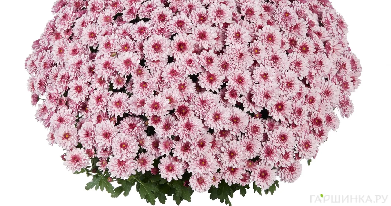 Хризантема мультифлора Банкет Пинк Биколор