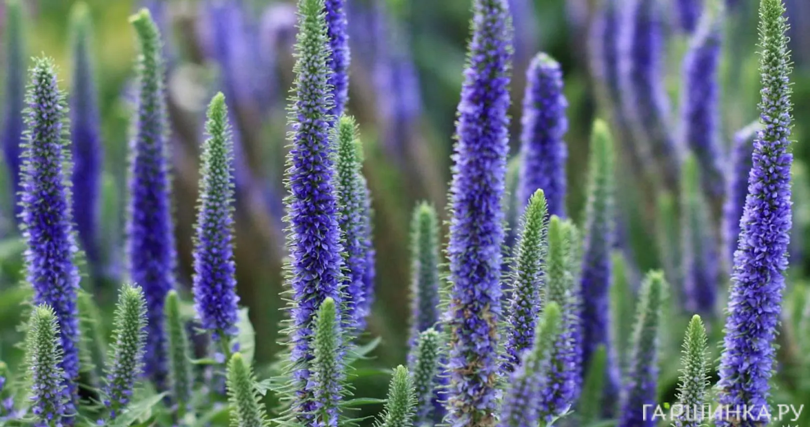 Вероника колосковая Роял Кэндлс