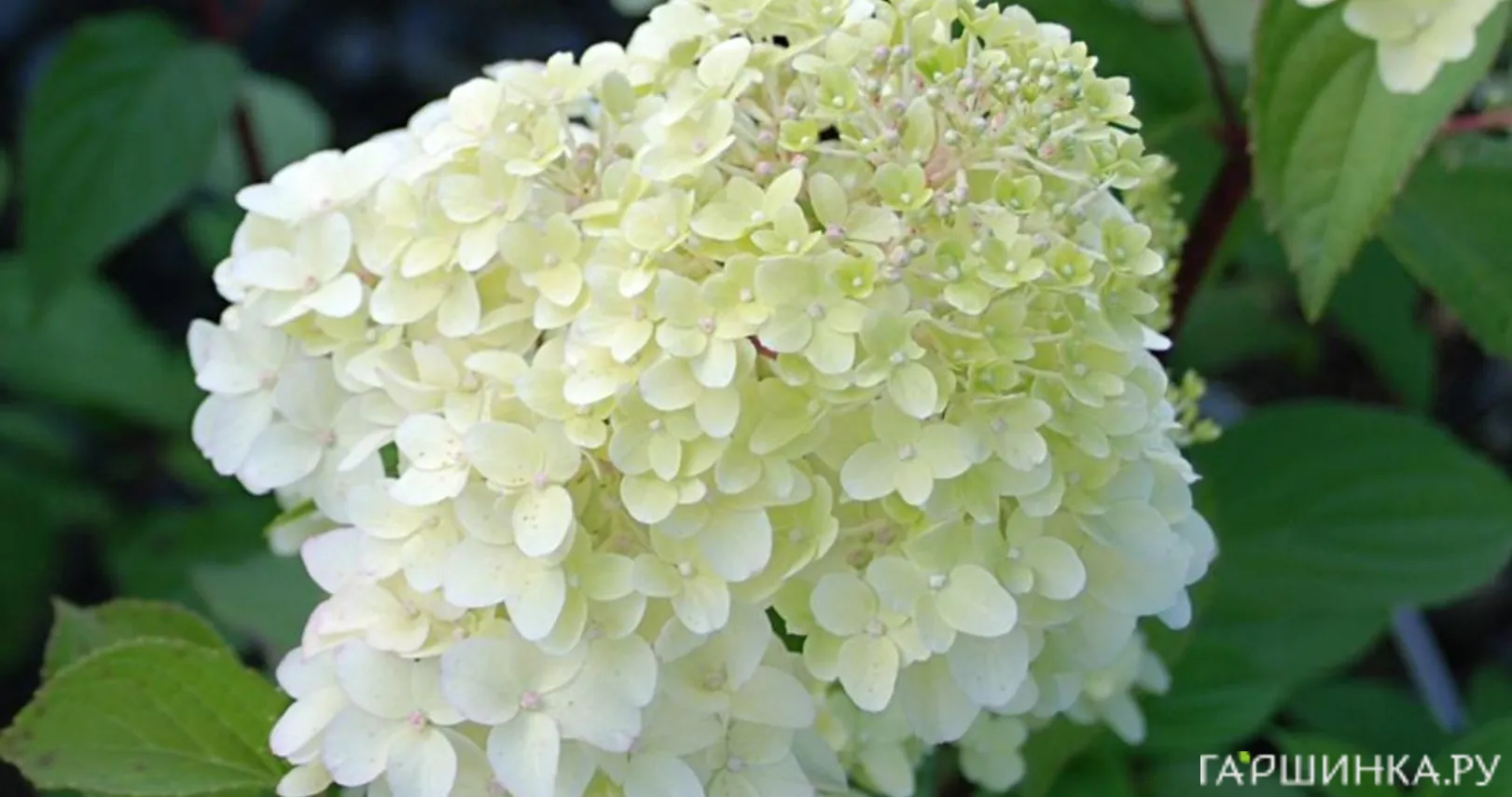 Гортензия Диамантино (Алмаз) метельчатая