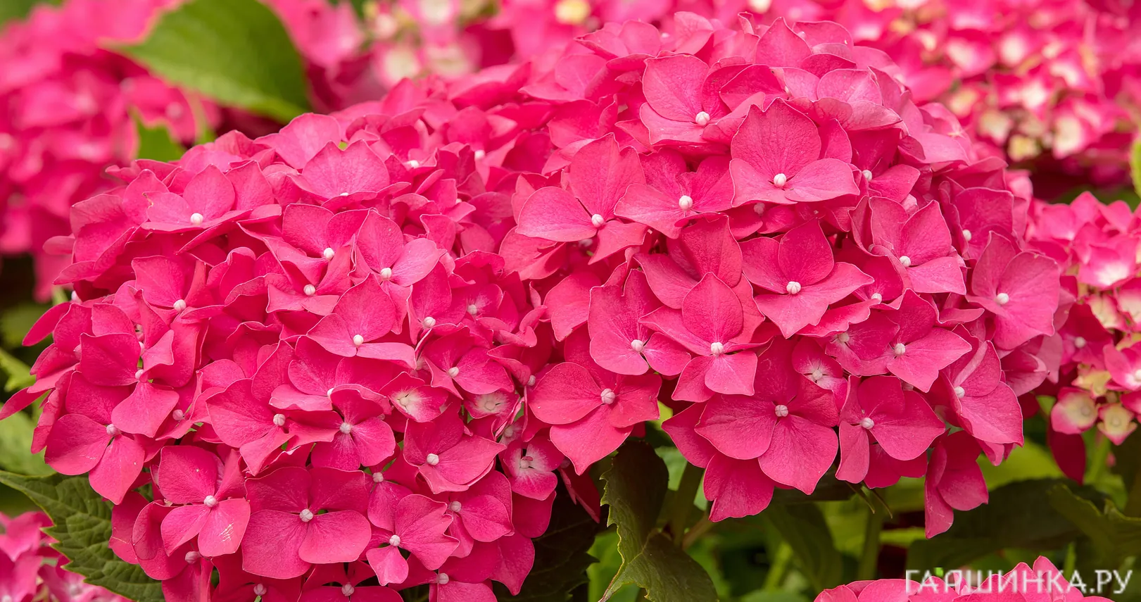 Гортензия Лейхтфейер крупнолистная (макрофила)