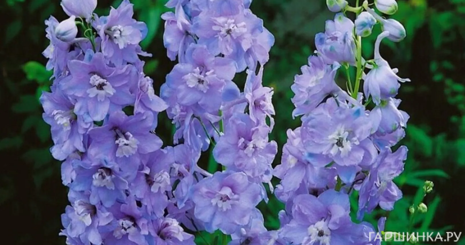 Дельфиниум Пацифик Гинивер