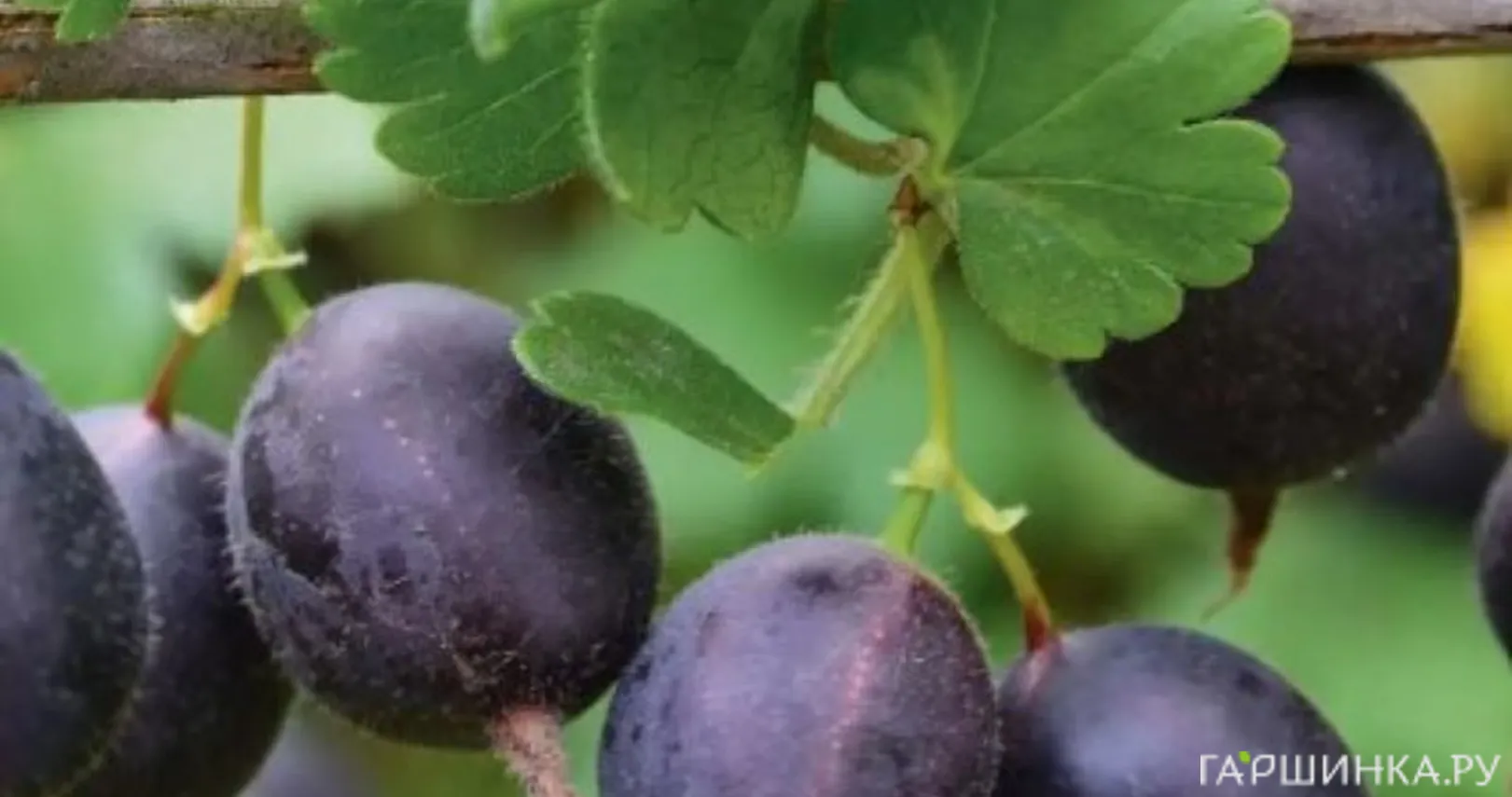 Крыжовник Черномор слобошипованный