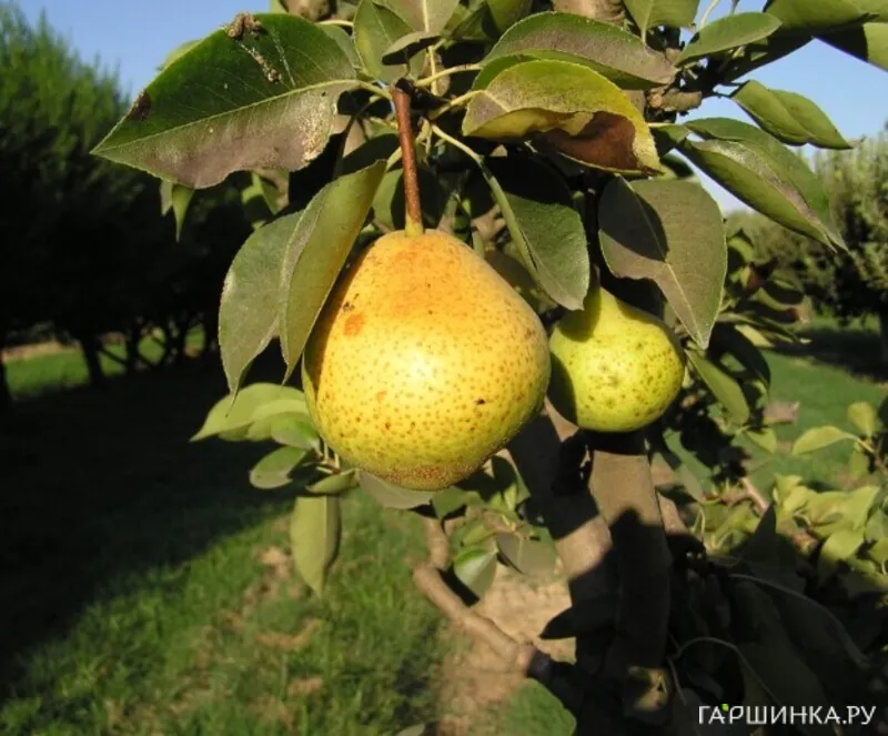 Груша Вильямс