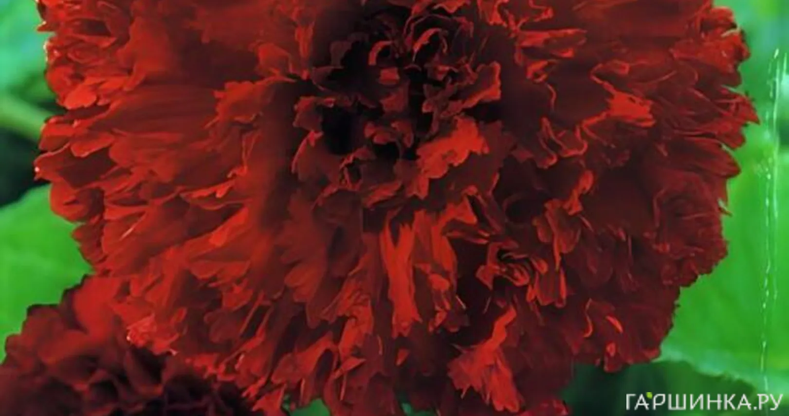 Бегония бахромчатая Фимбриата Ред