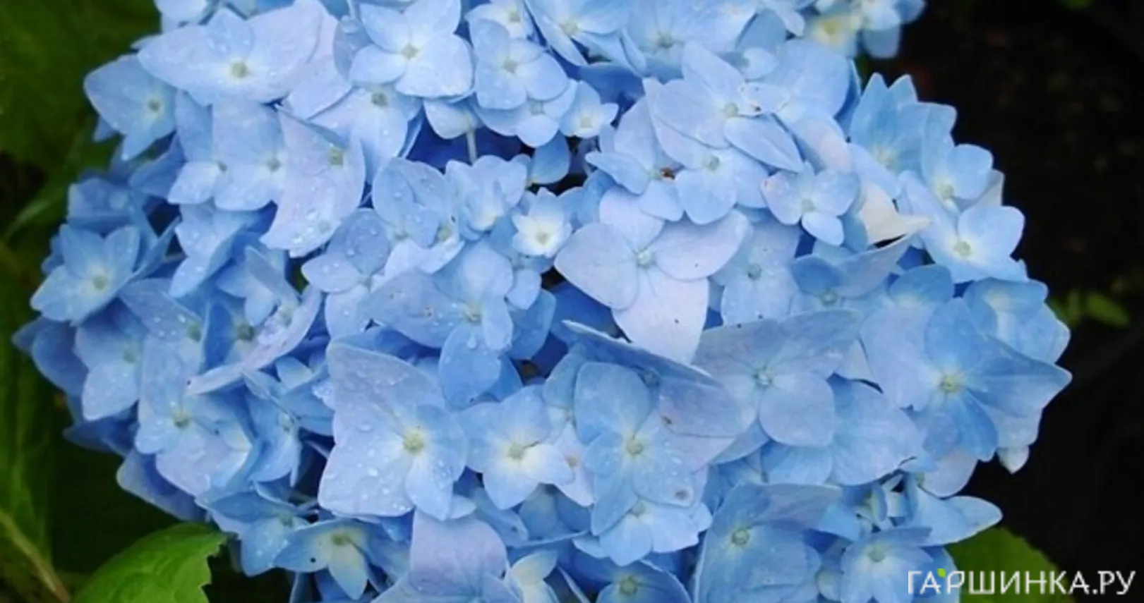 Гортензия Никко Блю крупнолистная (макрофила)