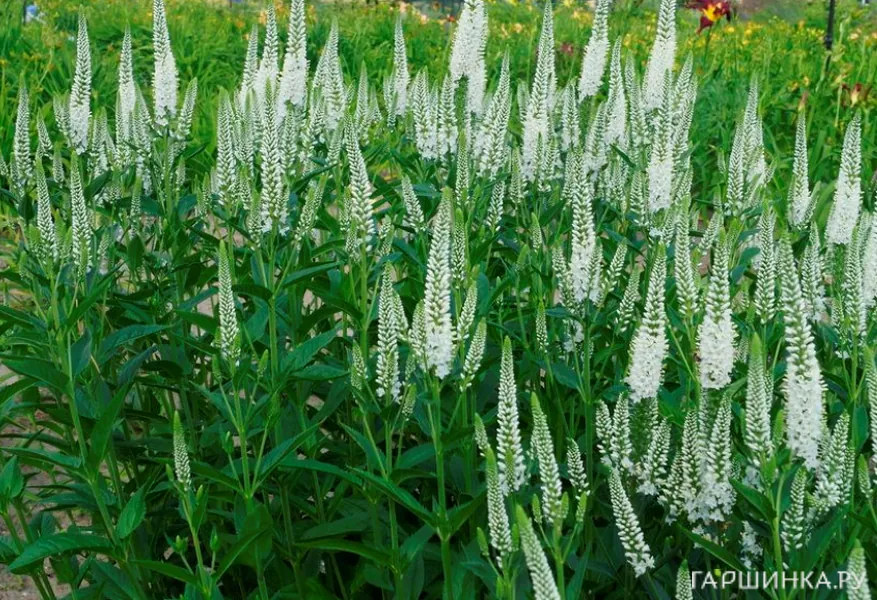 Вероника длиннолистная Фест Леди