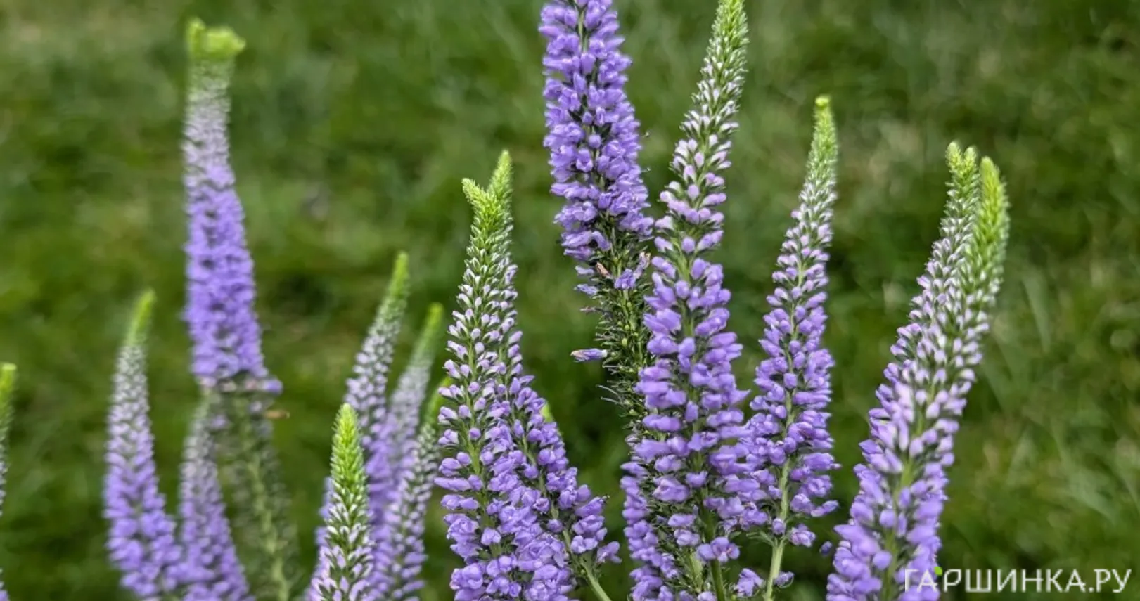 Вероника длиннолистная Фест Глори