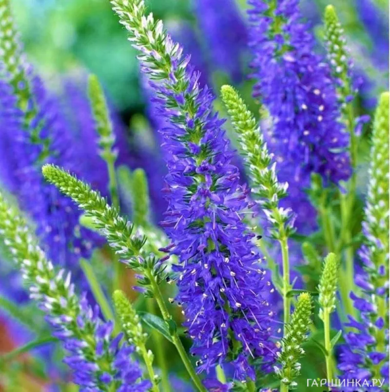 Вероника колосковая Нана Блаутеппич