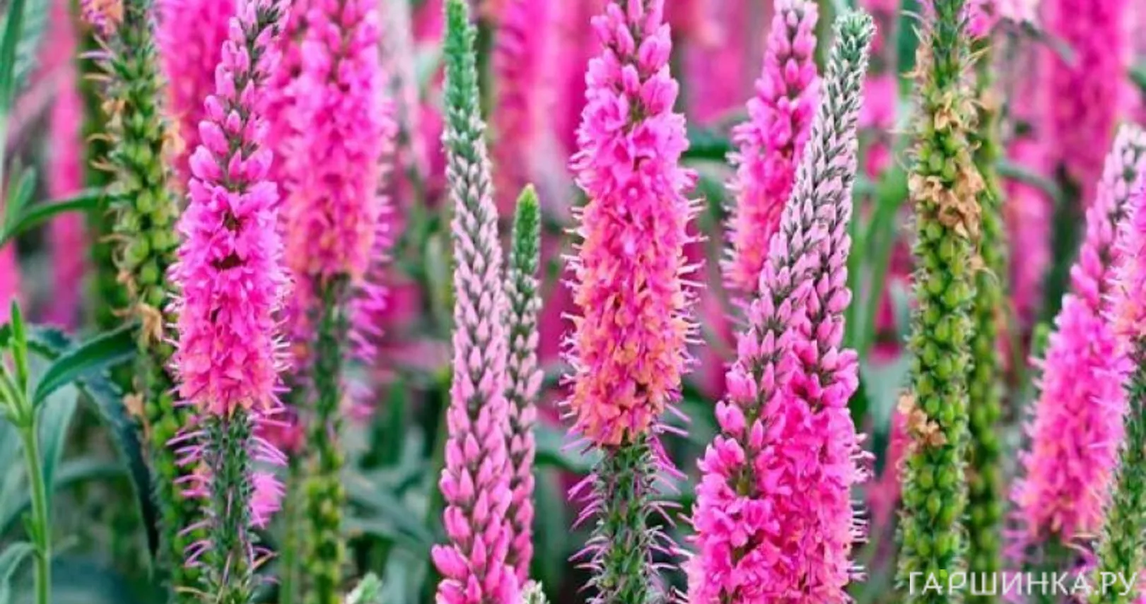 Вероника колосковая Анниверсари Нью Роуз