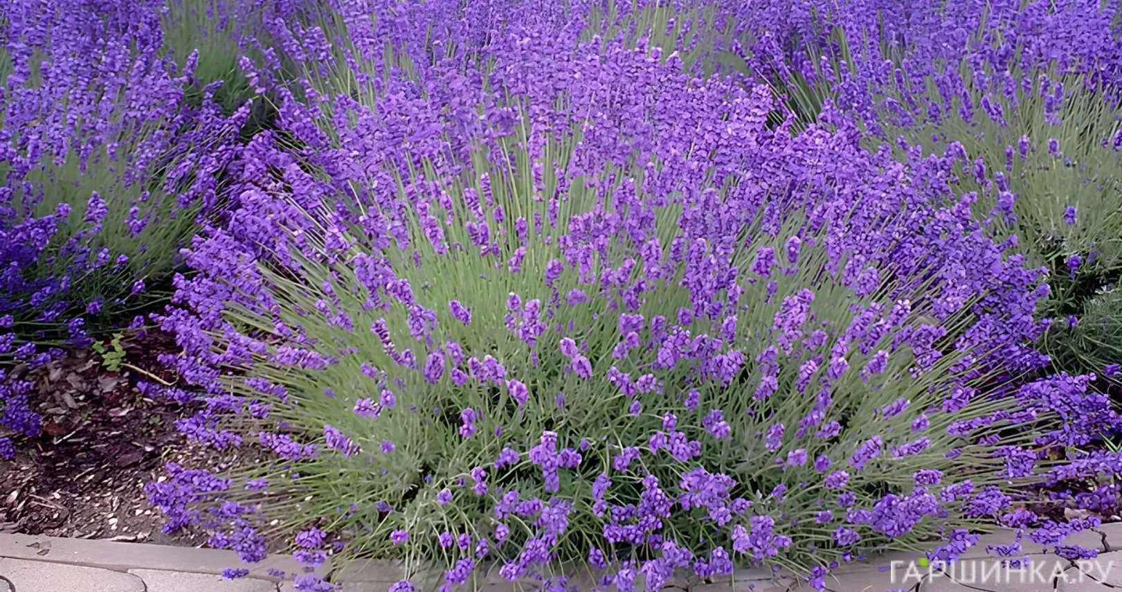 Лаванда Рекорд