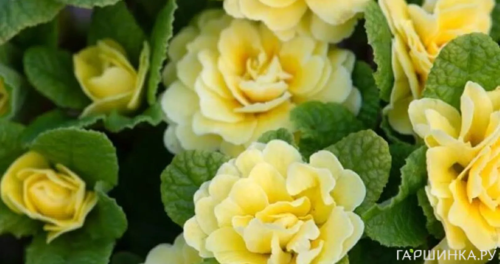 Примула Беларина Баттеркап Еллоу