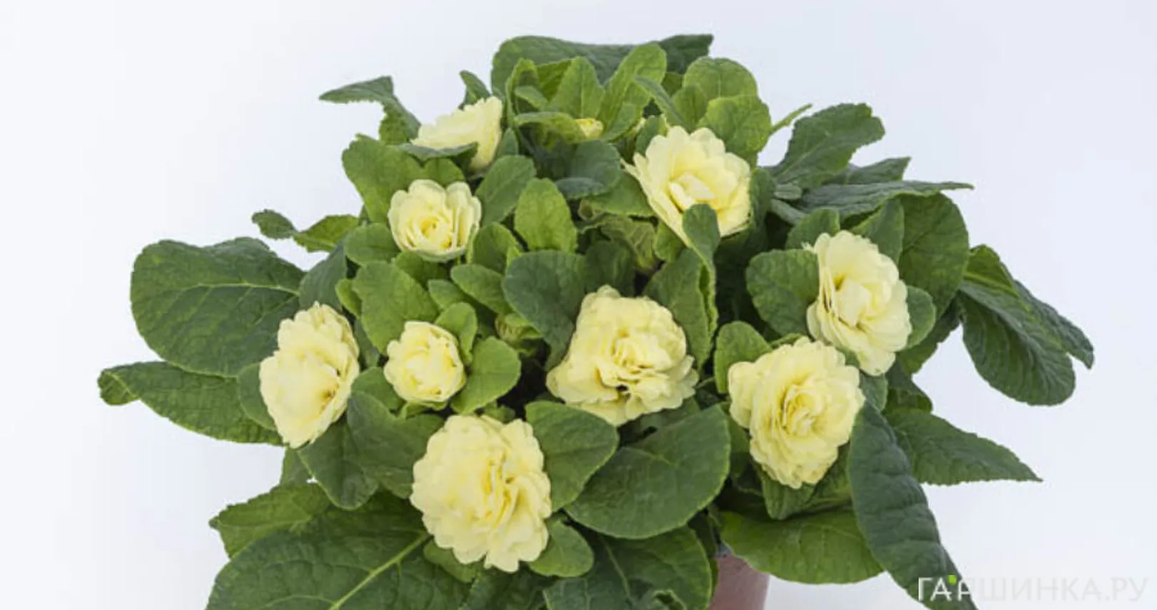 Примула Беларина Лемон Шифон