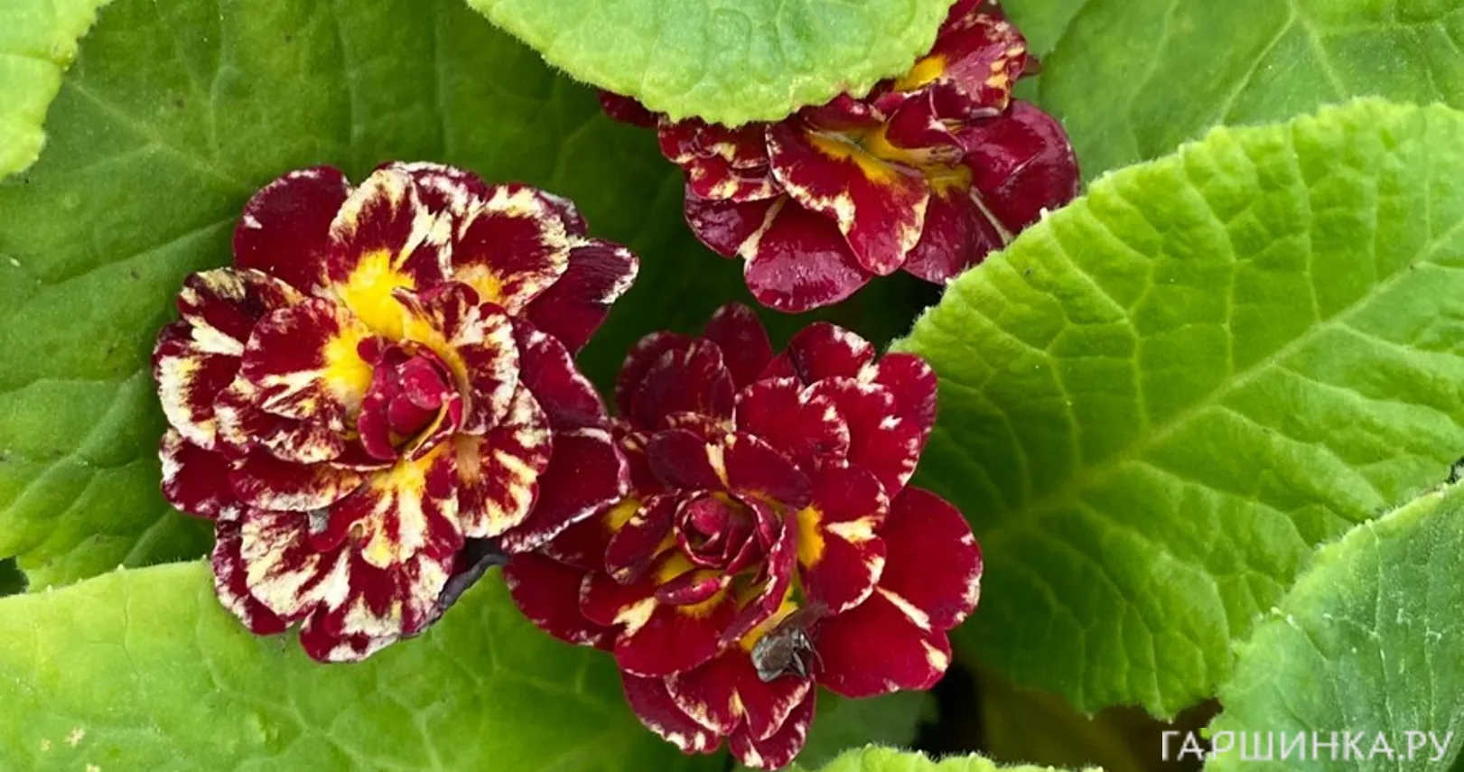 Примула Беларина Санрайз Руби