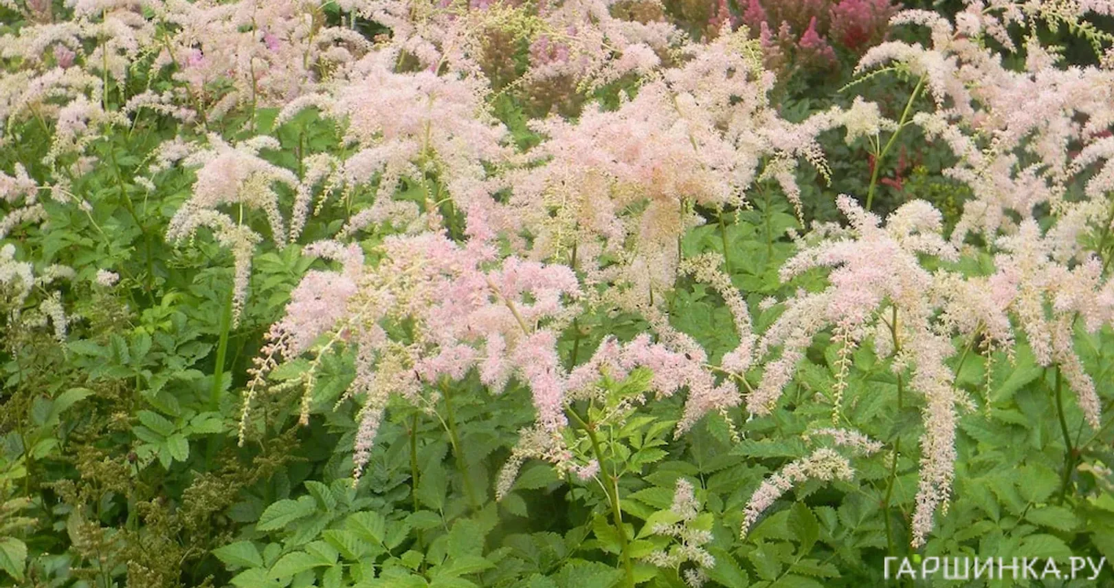 Астильба Бетси Куперус